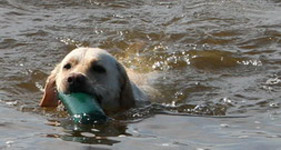 Labrador Retriever hat erfolgreich einen im Wasser platzierten Dummy aufgespürt und bringt diesen nun zurück
